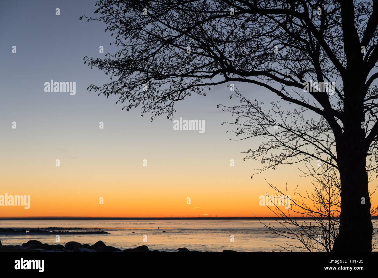 Silhouette ad albero dal tramonto al litorale con un cielo colorato Foto Stock