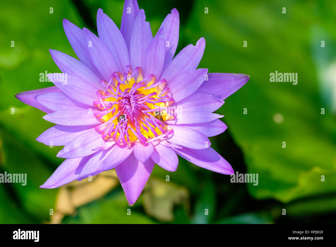 Close-up fiore. Una bellissima Ninfea viola o fiore di loto Foto Stock