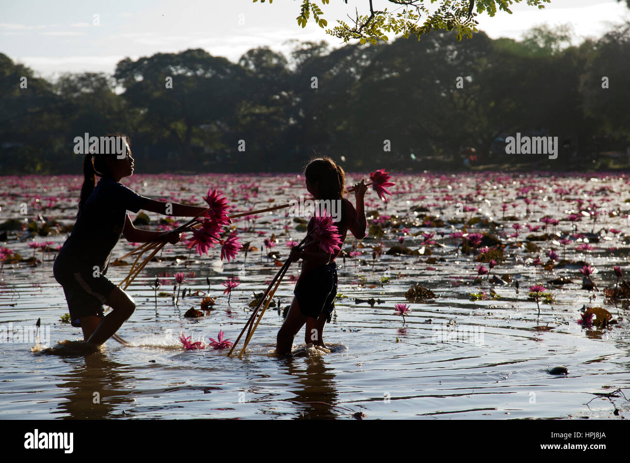 Due ragazze Wading nel vicino lago di Angkor Wat, raccolta di ninfee - Siem Reap, Cambogia Foto Stock