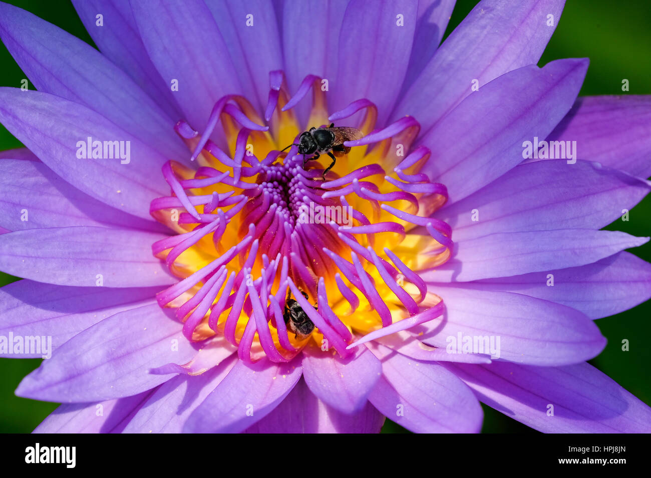 Close-up fiore. Una bellissima Ninfea viola o fiore di loto Foto Stock