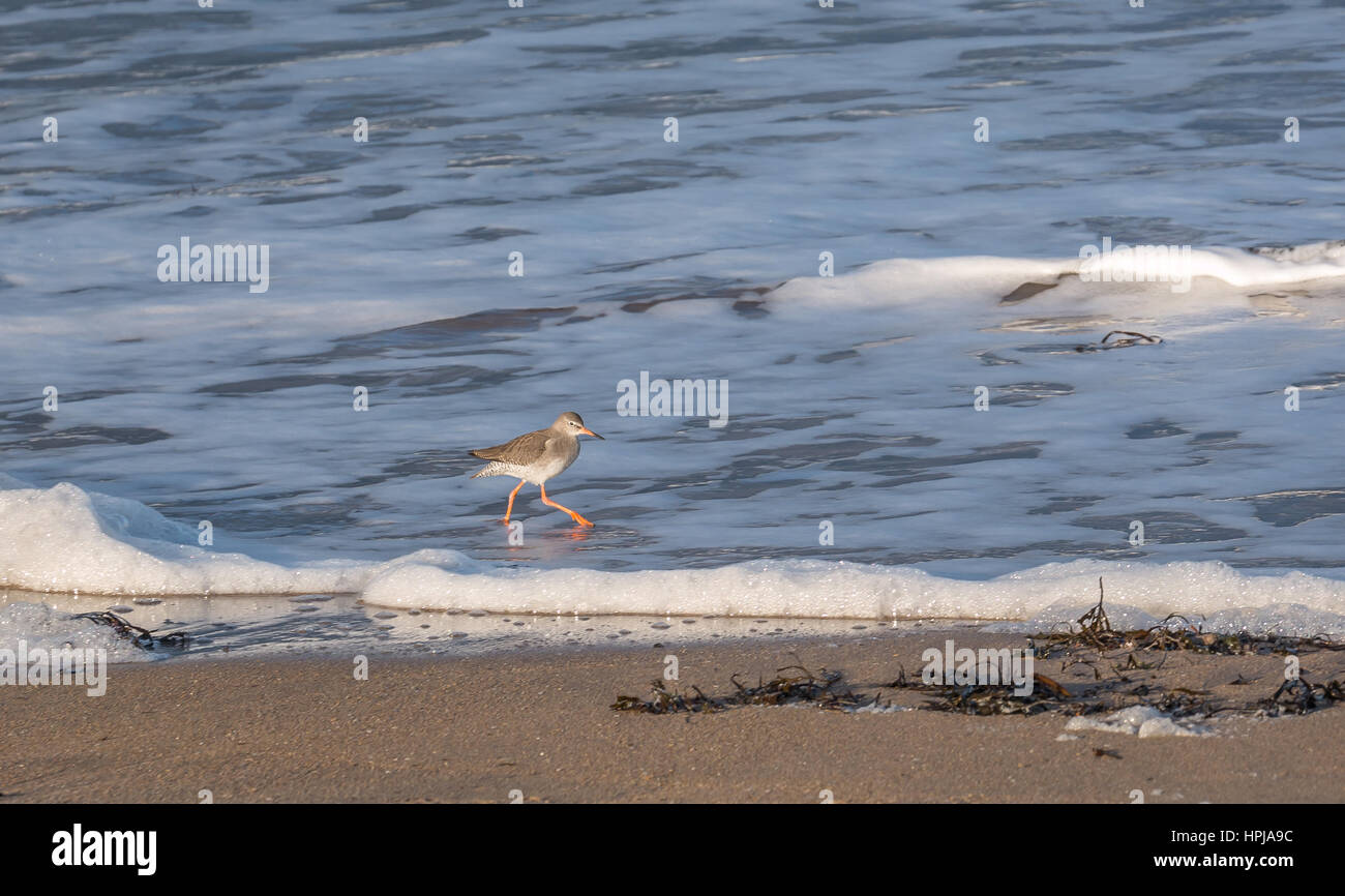 Trampolieri comune, Redshank Tringa totanus, sul litorale con spuma onde, North Berwick, East Lothian, Regno Unito Foto Stock