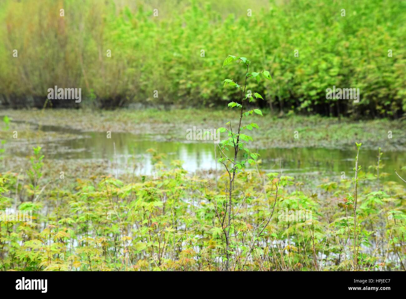 Natura/ Lago, fiori, legno Foto Stock