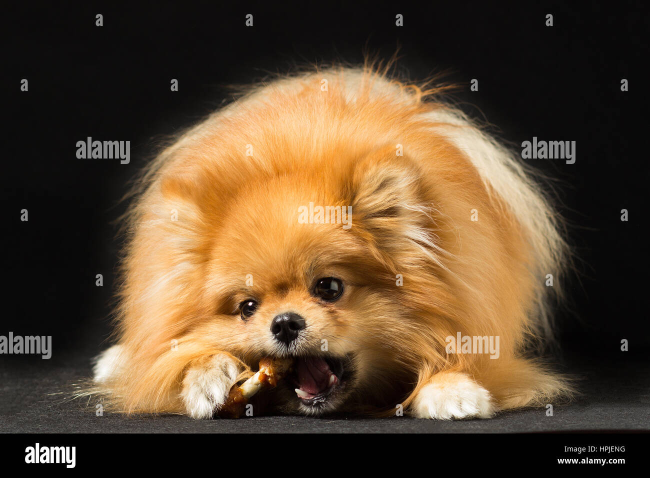 Piccolo cane razze Spitz mangiando caramelle, isolati su nero. Foto Stock