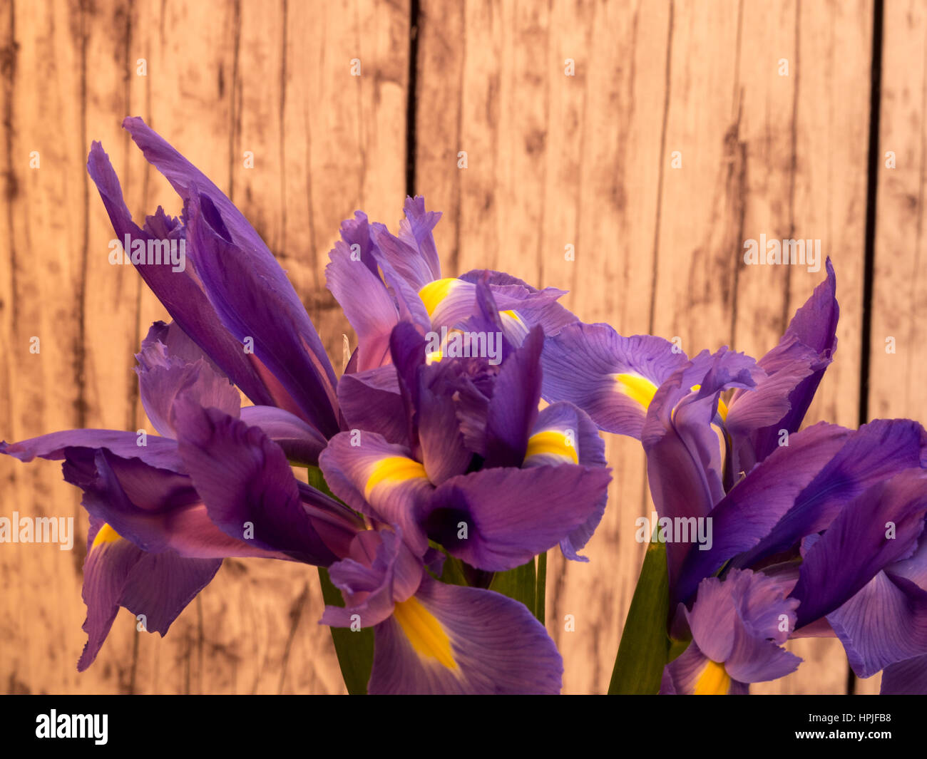 Mazzo di iris su asse di legno sfondo Foto Stock