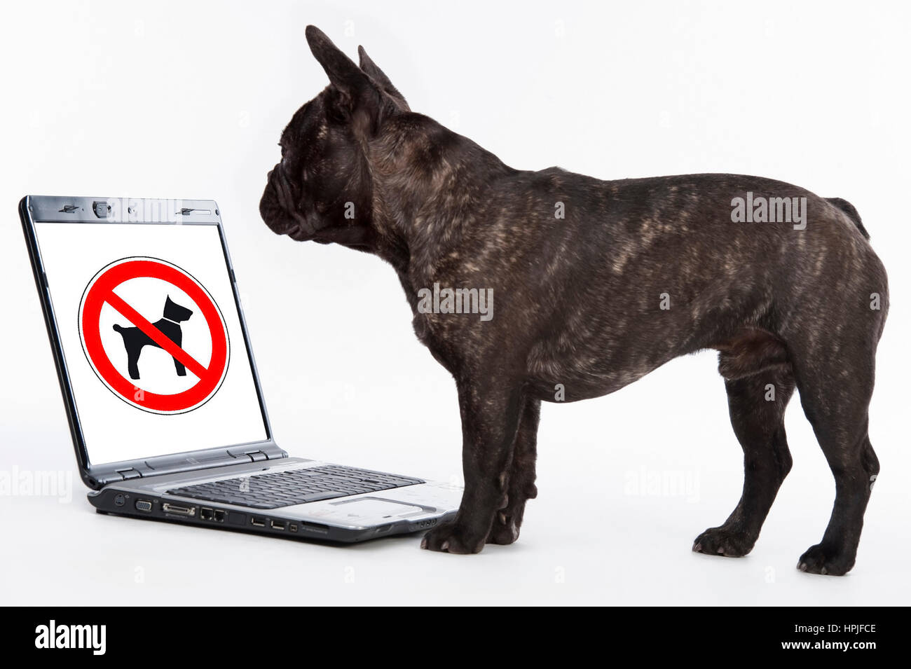 Franzoesische Bulldogge mit Laptop, Hundeverbot - bulldog francese utilizzando laptop Foto Stock