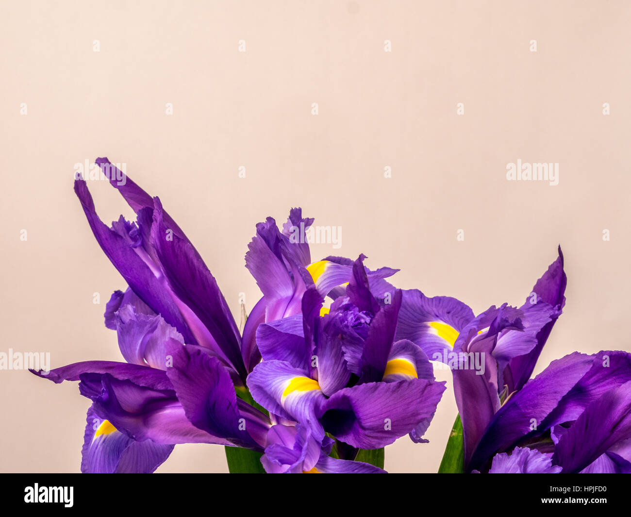 Mazzo di iris su sfondo bianco Foto Stock