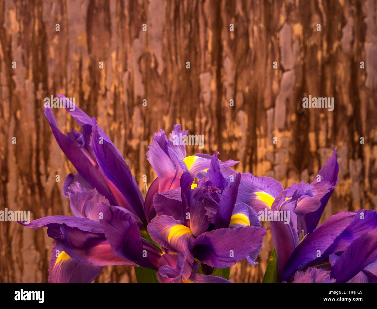 Mazzo di iris su sfondo dipinto, orientamento orizzontale Foto Stock