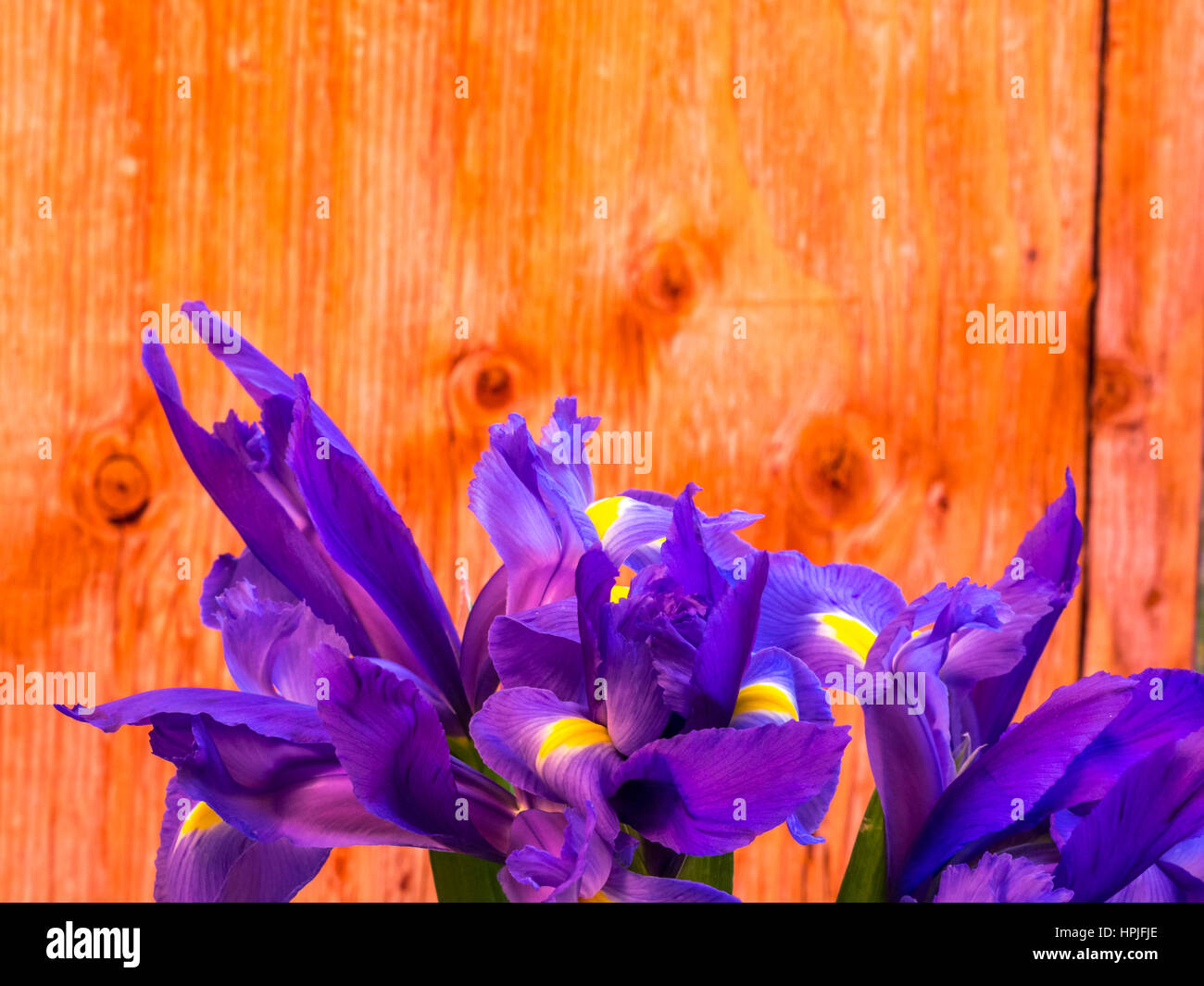 Mazzo di iris su sfondo di legno compensato, orientamento orizzontale Foto Stock