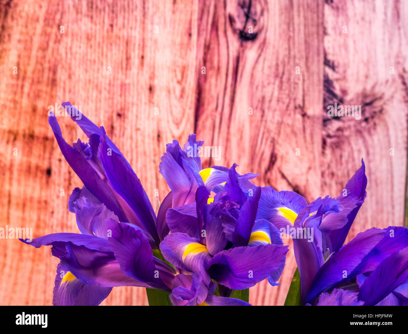 Mazzo di iris su asse di legno sfondo, orientamento orizzontale Foto Stock