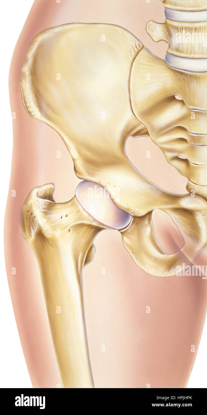 Viene mostrato un'anca umana normale con le ossa e articolazioni visibili, in particolare il bacino, acetabolare a (socket), la testa femorale (sfera), femore, cartilag ee Foto Stock