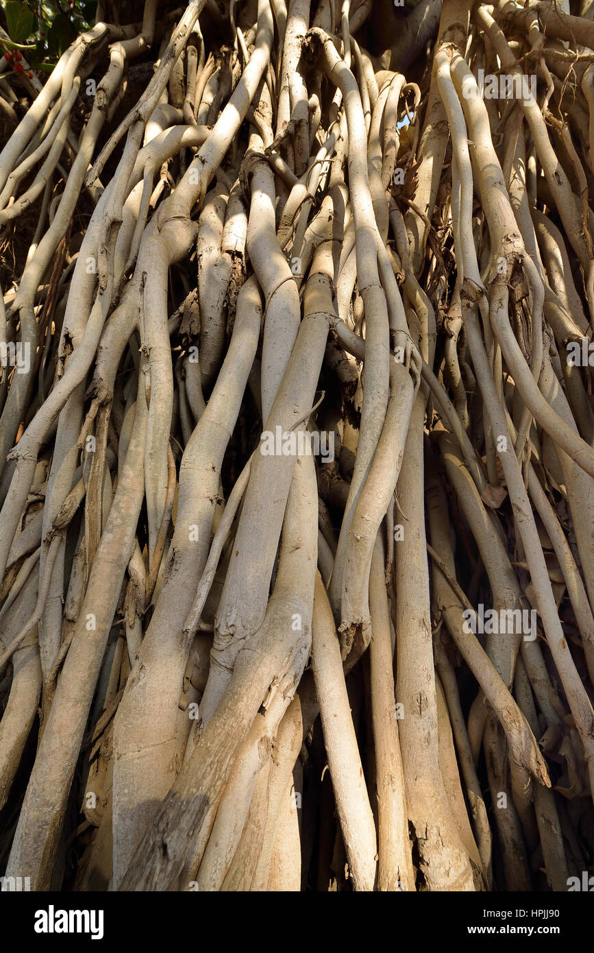 Radici di Banyan Tree Foto Stock