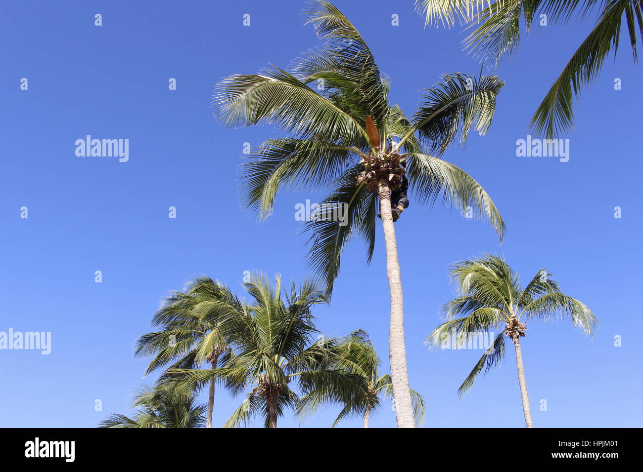 Un albero chirurgo di arrampicarsi su un albero di palma per tagliare le palme, Hastings, Barbados, Caraibi Foto Stock