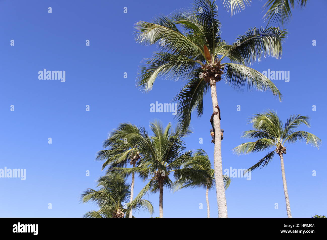 Un albero chirurgo di arrampicarsi su un albero di palma per tagliare le palme, Hastings, Barbados, Caraibi Foto Stock