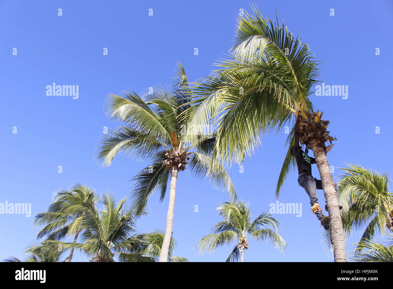 Un albero chirurgo di arrampicarsi su un albero di palma per tagliare le palme, Hastings, Barbados, Caraibi Foto Stock