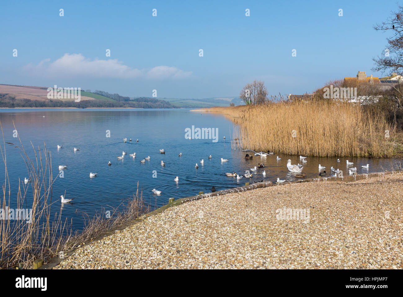 Uccelli di mare sul lago a Slapton Ley Riserva Naturale vicino Torcross nel South Devon Foto Stock
