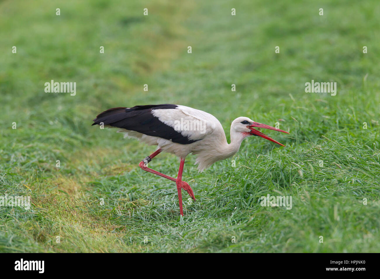 In Natura Lo Fanno Uccelli E Insetti Gli uccelli mangiano gli insetti immagini e fotografie stock ad alta