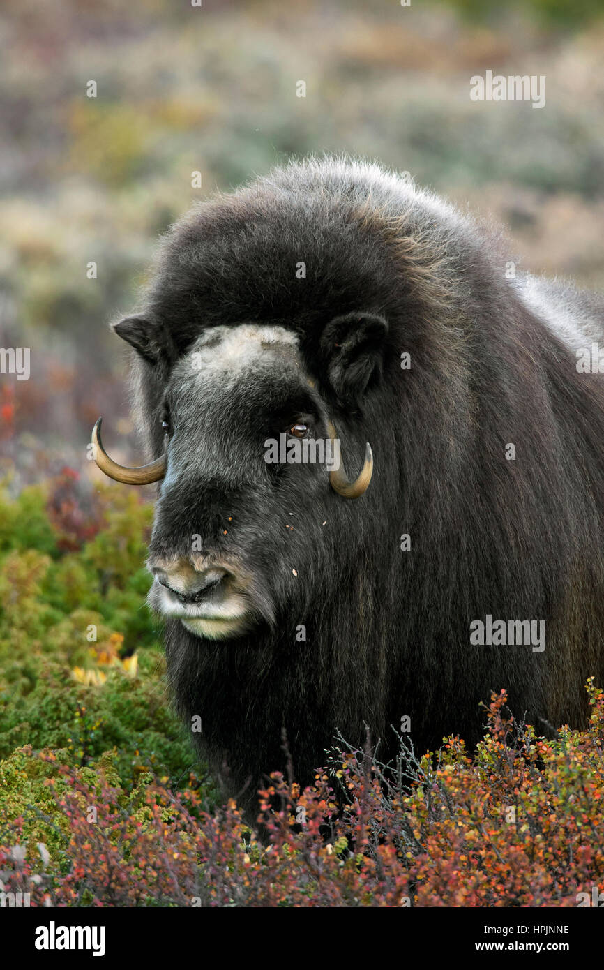 Muskox (Ovibos moschatus) close up ritratto sulla tundra in autunno, Dovrefjell-Sunndalsfjella NP, Norvegia Foto Stock