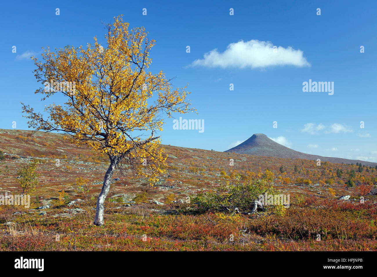 La montagna Nipfjaellet nel Städjan-Nipfjället riserva naturale in autunno, Dalarna, Svezia e Scandinavia Foto Stock