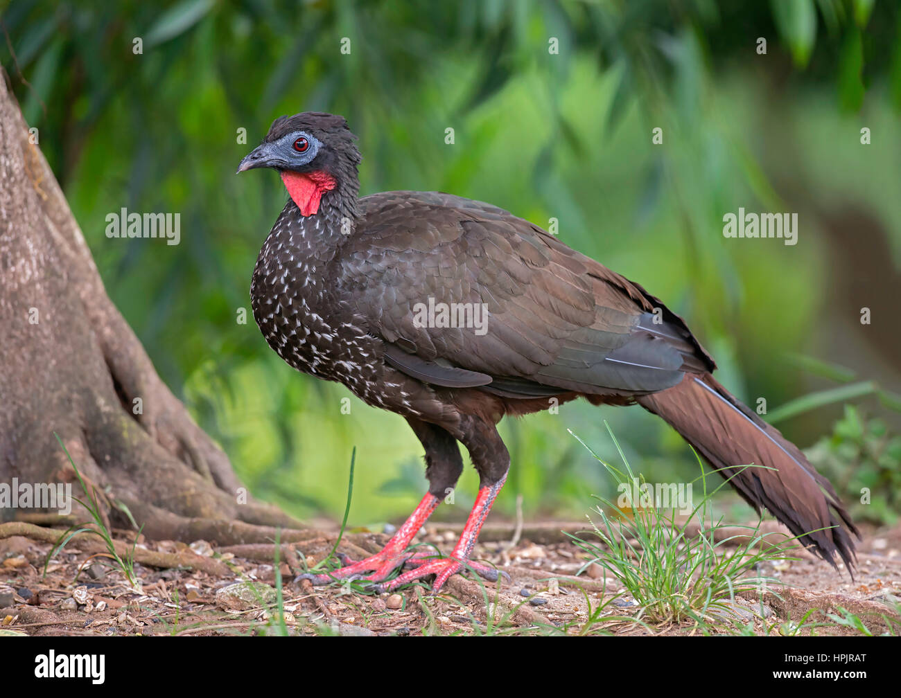 Crested Guan (Penelope purpurascens), Foto Stock