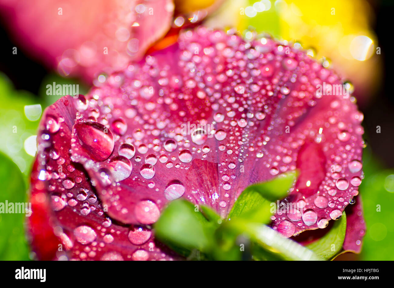 Gocce d'acqua dalla pioggia Foto Stock