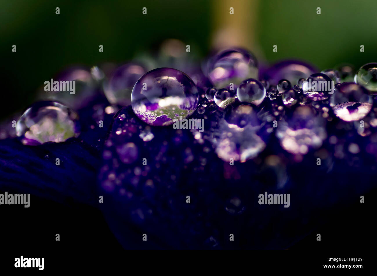 Purple Rain Foto Stock