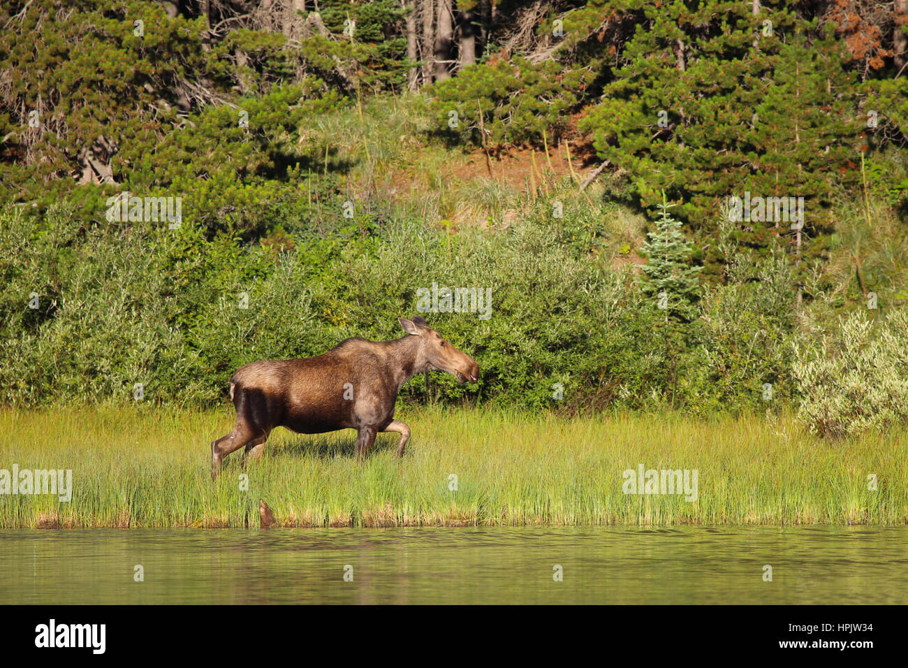 Alci vacca femmina al lago nel Glacier National Park Montana Foto Stock