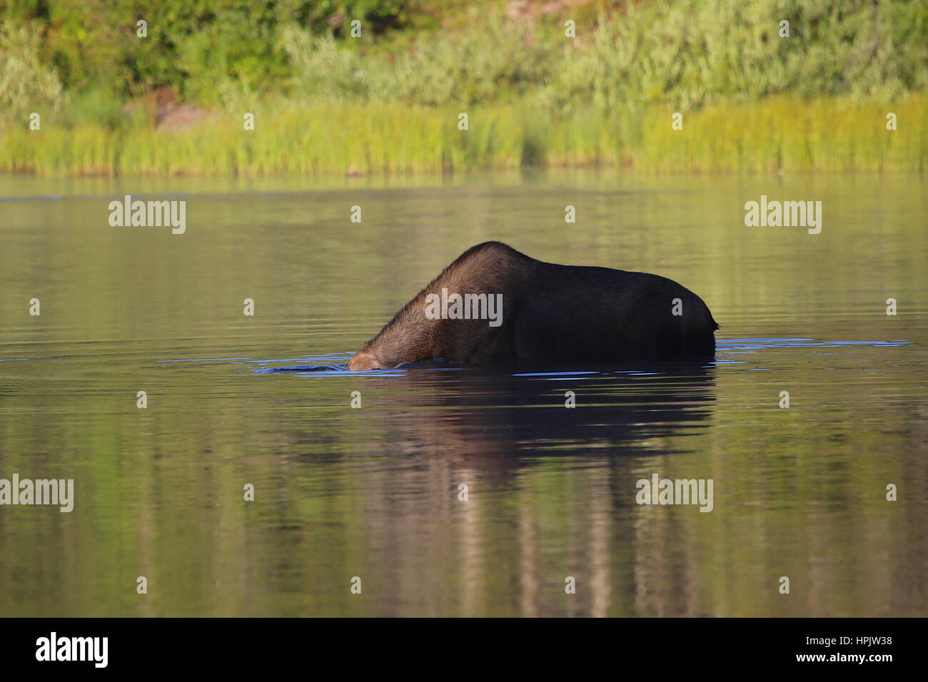 Alci vacca femmina al lago nel Glacier National Park Montana Foto Stock