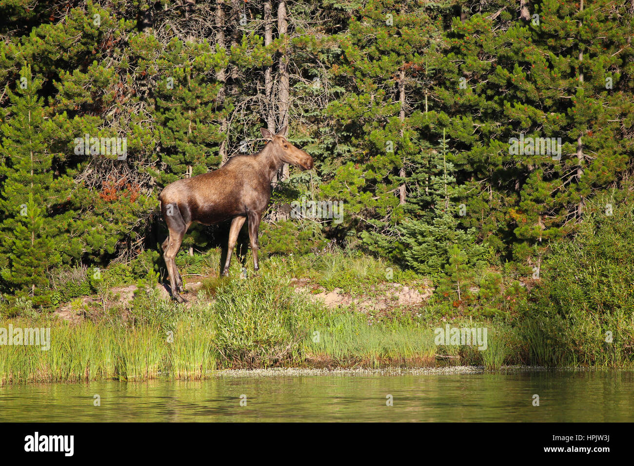 Alci vacca femmina al lago nel Glacier National Park Montana Foto Stock