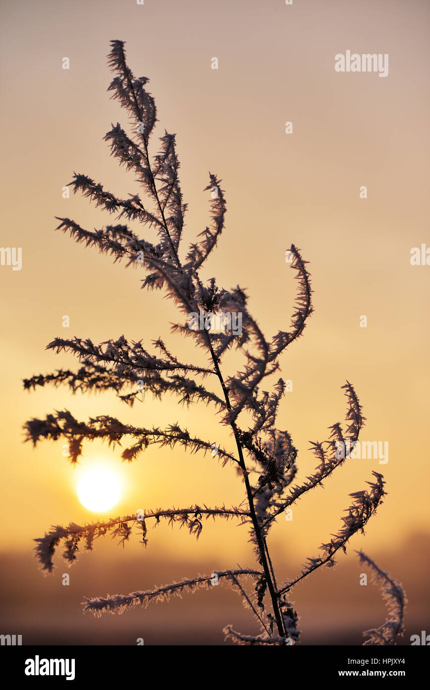 Inverno tramonto dietro un ramoscello con brina, Lobau, Vienna, Austria Foto Stock