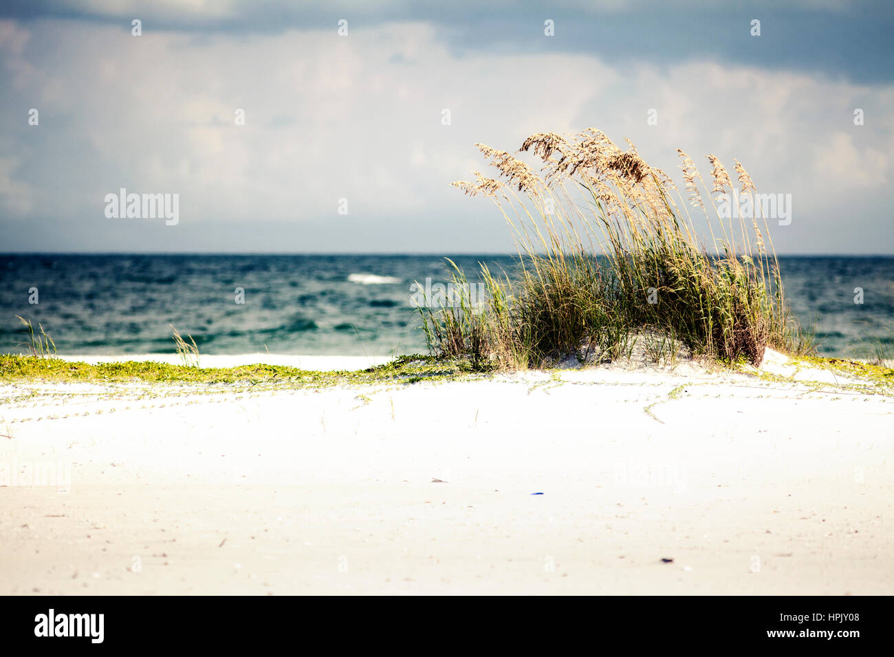 Sulla costa del Golfo della Florida, spiaggia naturale habitat. Nuvole drammatico, oceano, sabbia bianca e mare di avena. Foto Stock