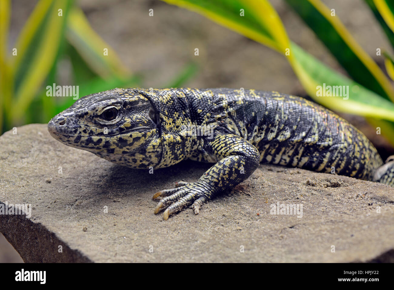 L'argentino Bianco Nero Tegu (Tupinambis merianae), captive, ricorrenza Argentina Foto Stock