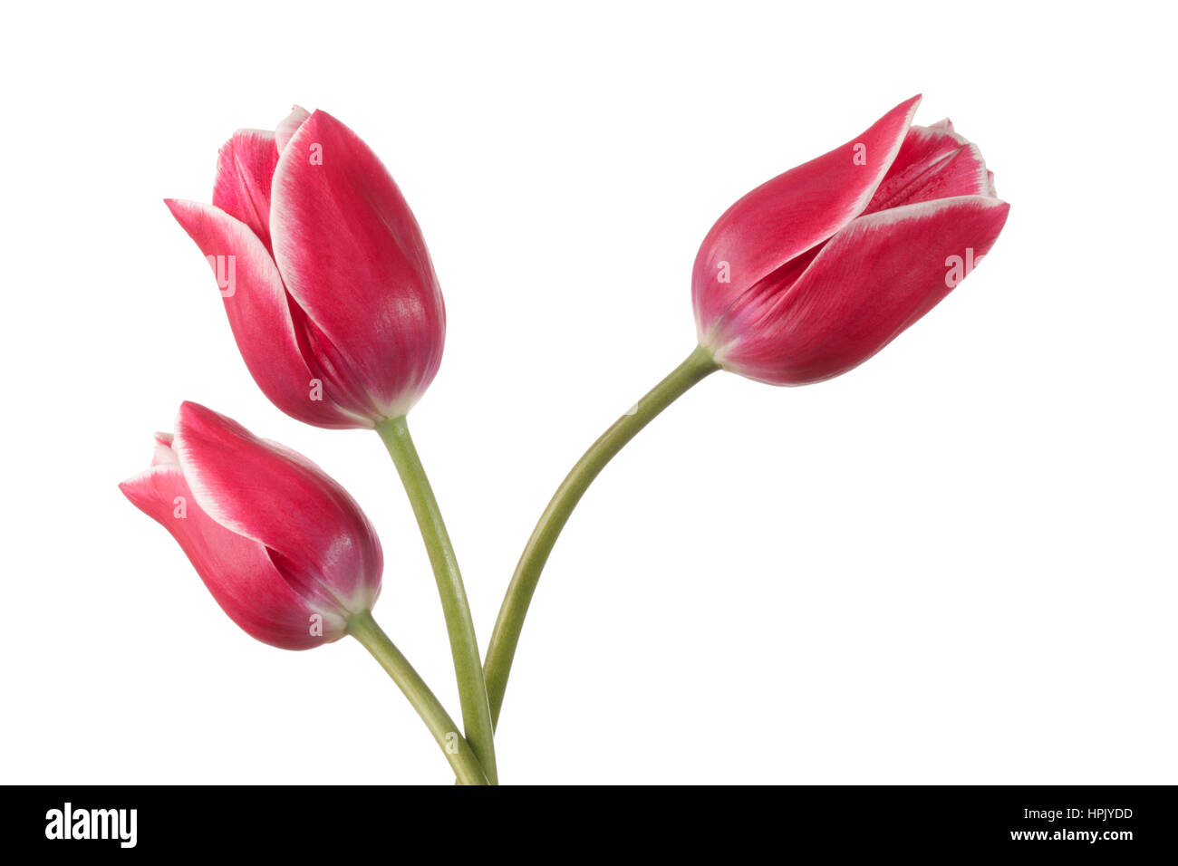 Design floreale. Tre tulipani rosa isolato su uno sfondo bianco Foto Stock