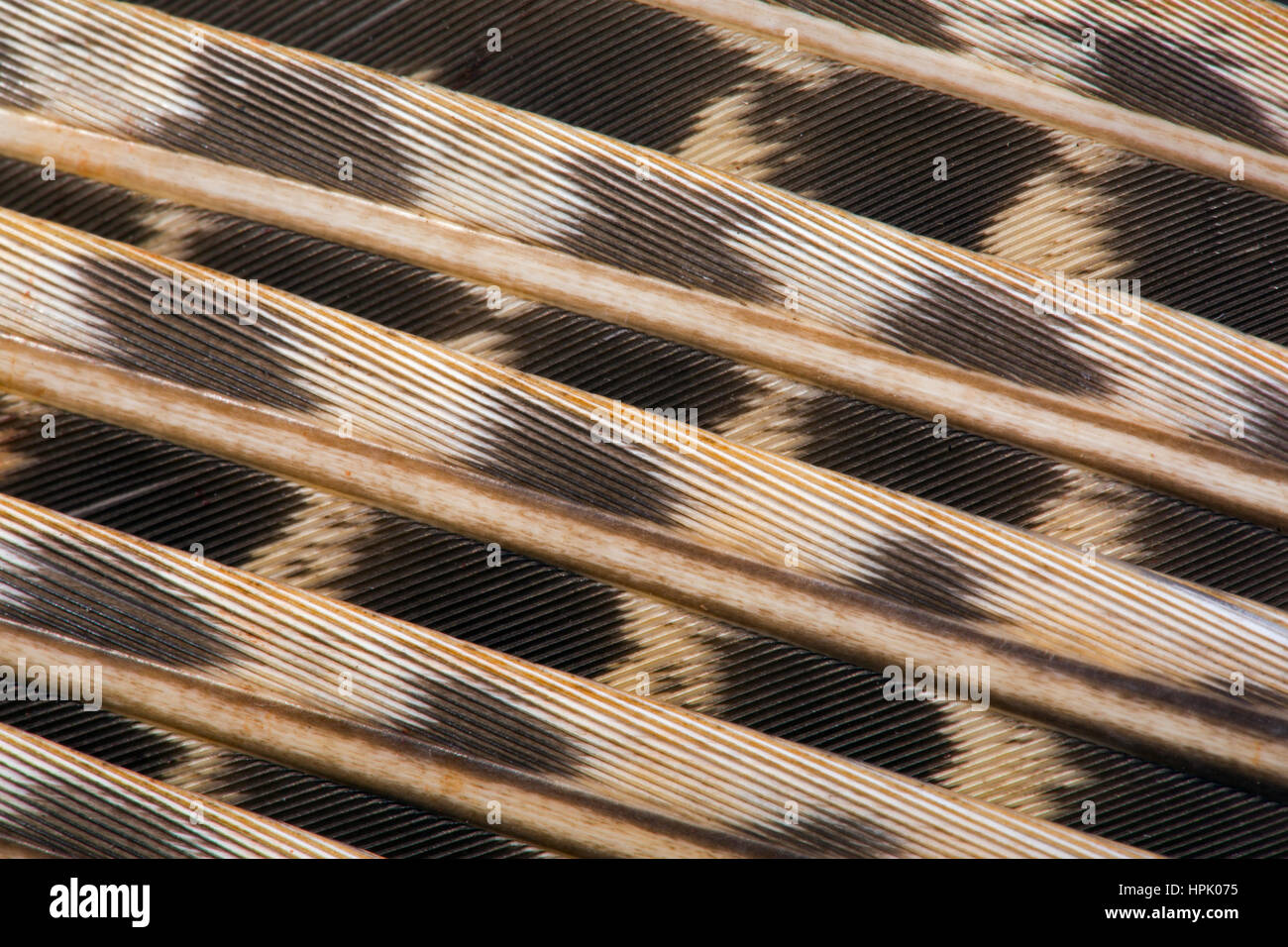Fagiano maschio Phasianus colchicus ala piume Foto Stock