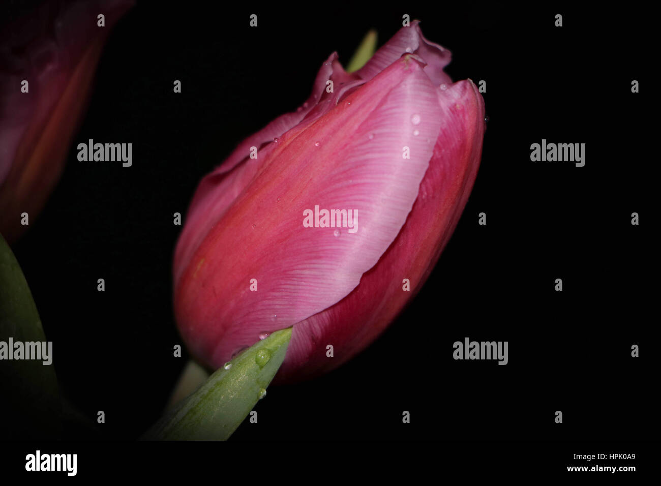 Di un bel colore rosa tulip bud su sfondo nero Foto Stock