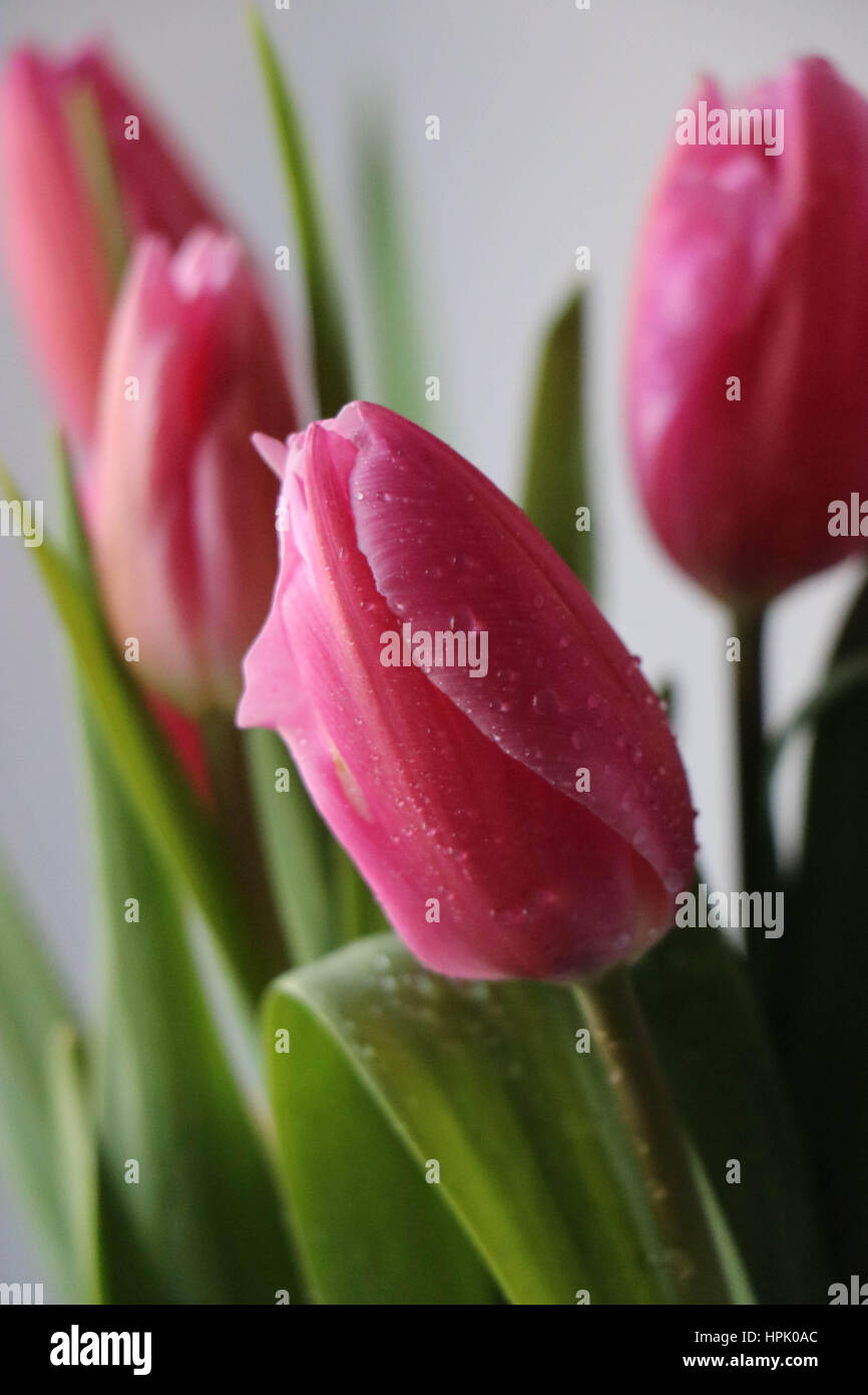 Di un bel colore rosa tulip sullo sfondo di un paio di tulipani Foto Stock