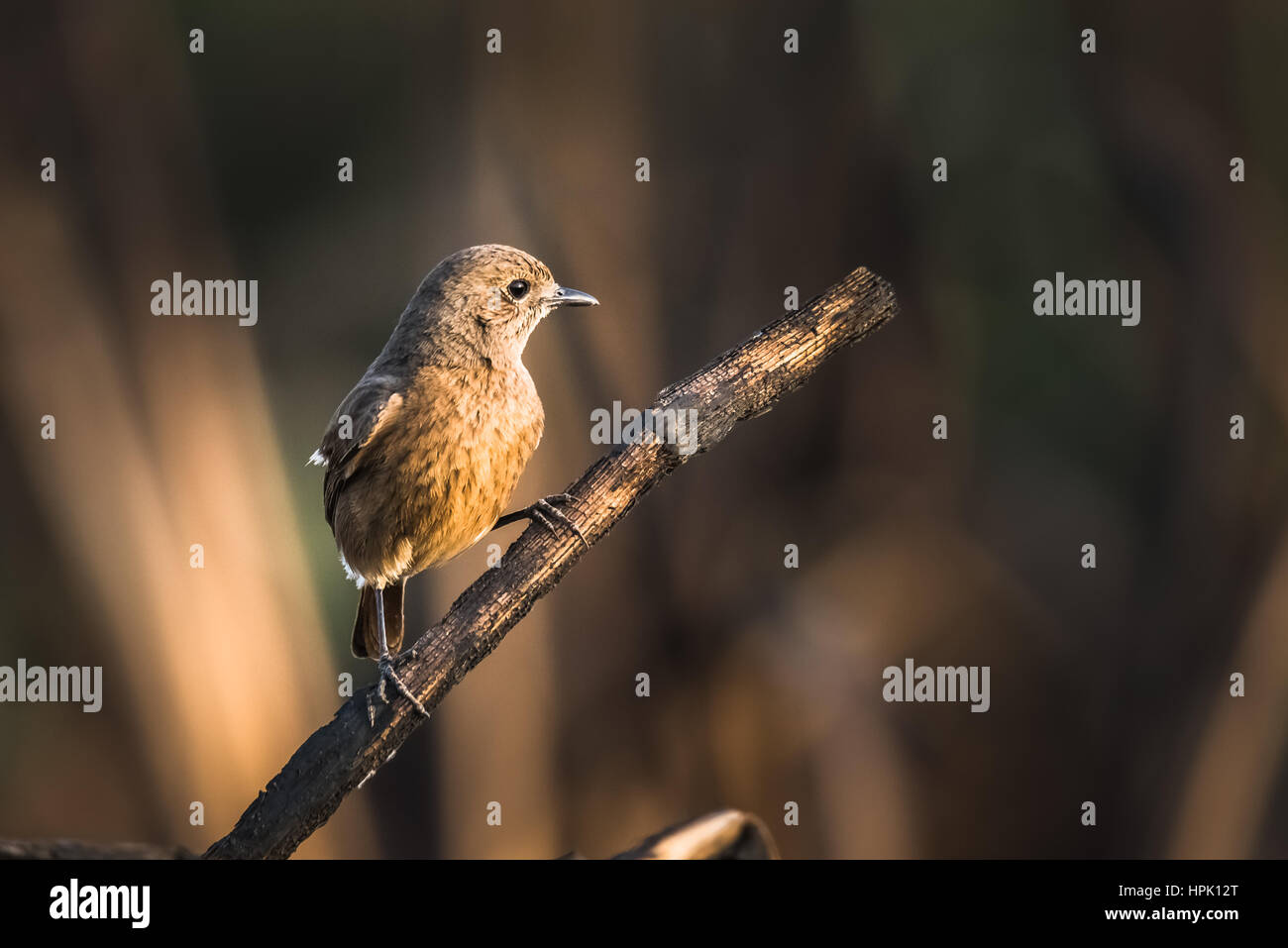 Pied femmina chat bush arroccato e guardare Foto Stock