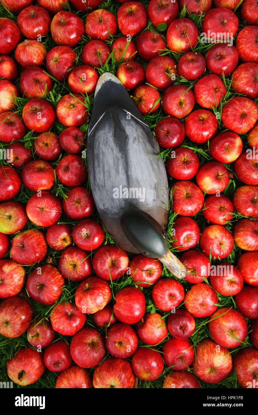 Decoy in legno anatra in forma di un maschio di Germano Reale, circondato da mele rosse sull'erba. Foto Stock