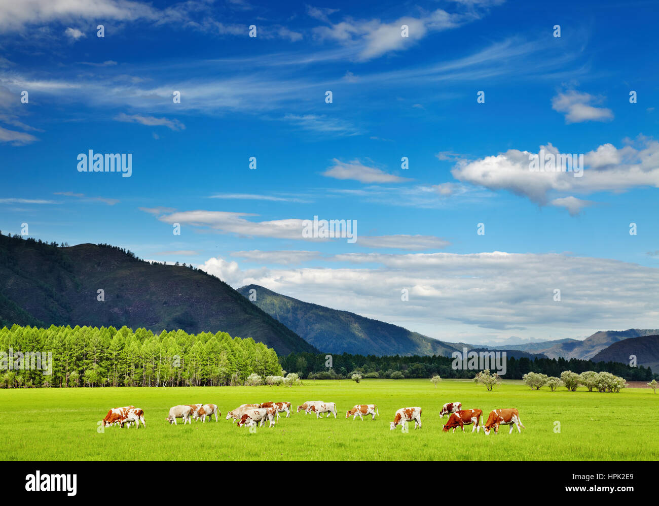 Paesaggio di montagna con mucche al pascolo e cielo blu Foto Stock