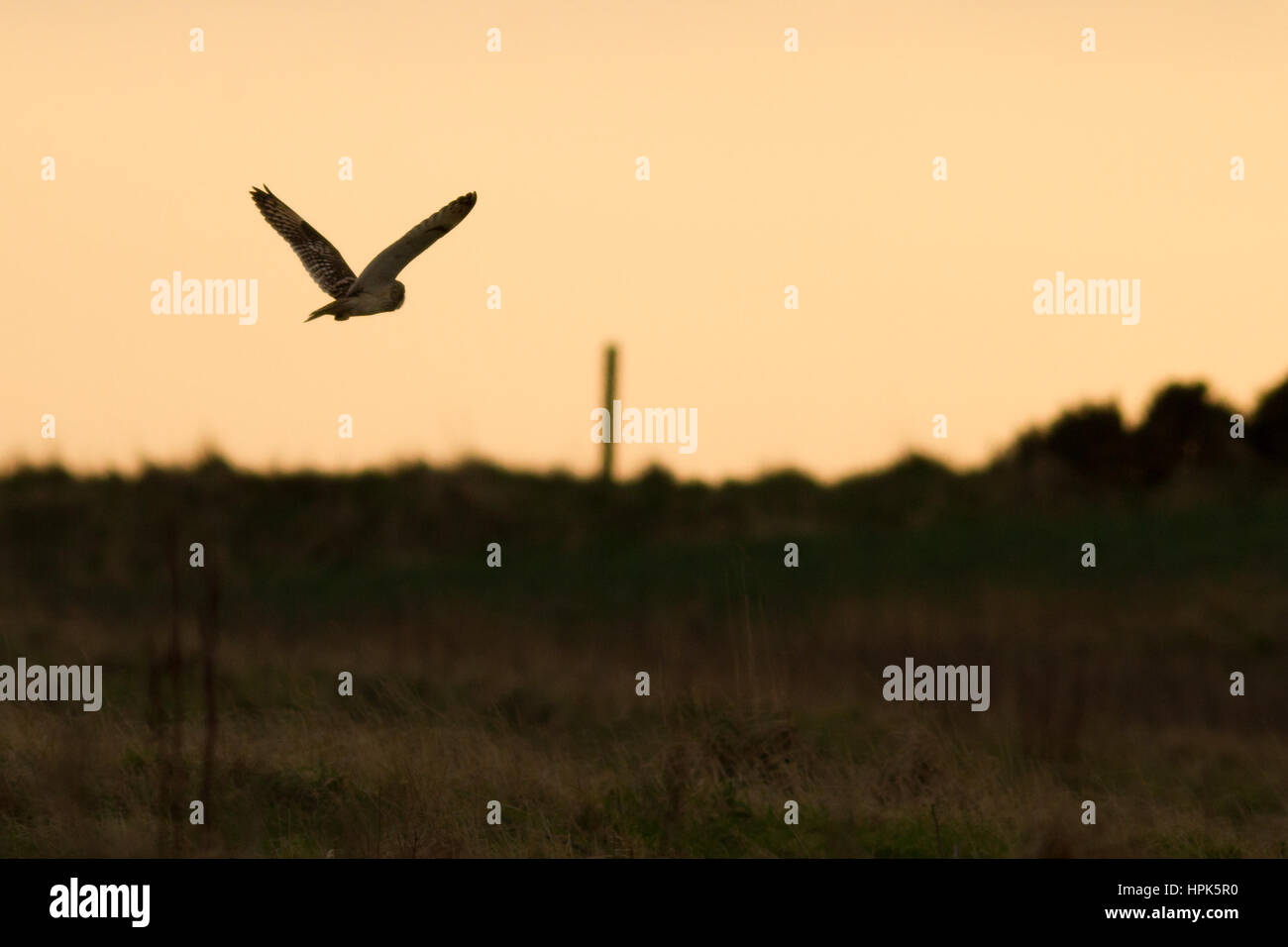 Bempton Cliffs, East Riding of Yorkshire, Regno Unito. Il 22 febbraio, 2017. Corto-eared owl casernement sui campi a Bempton Cliffs RSPB riserva al tramonto. Credito: Rebecca Cole/Alamy Live News Foto Stock