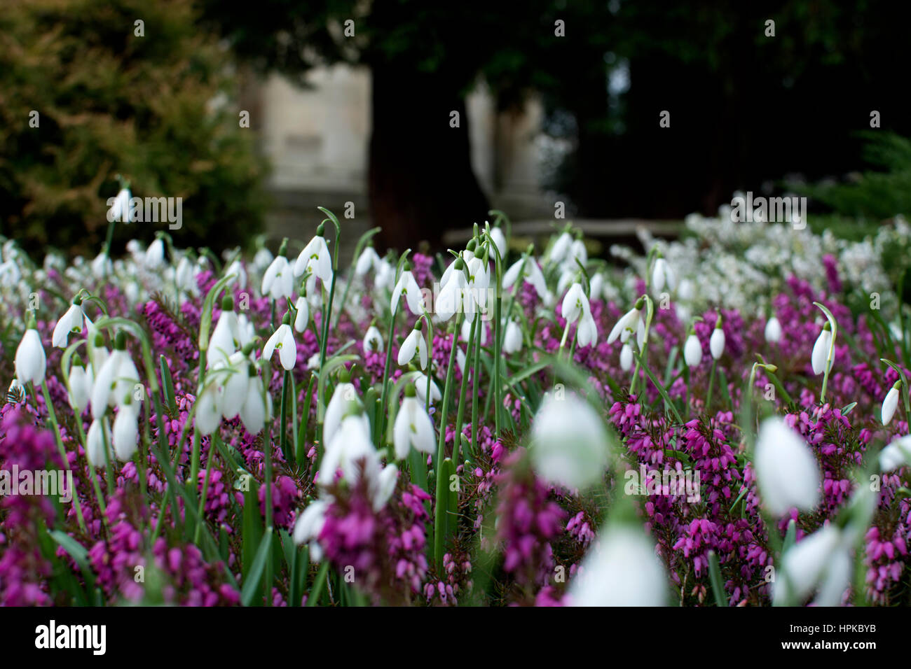 Leamington Spa Warwickshire, Regno Unito. Il 23 febbraio, 2017. Snowdrop e heather fiori schiarire le cose in Jephson Gardens in una giornata in cui gran parte del paese vive in condizioni metereologiche estreme con alta venti causando danni diffusi. Credito: Colin Underhill/Alamy Live News Foto Stock