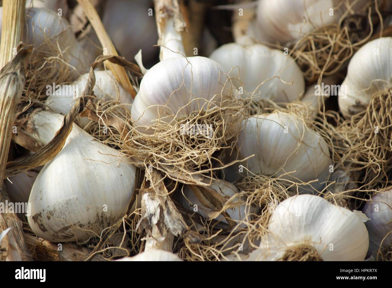 Bulbi di aglio essiccamento a una fattoria dopo la mietitura Foto Stock