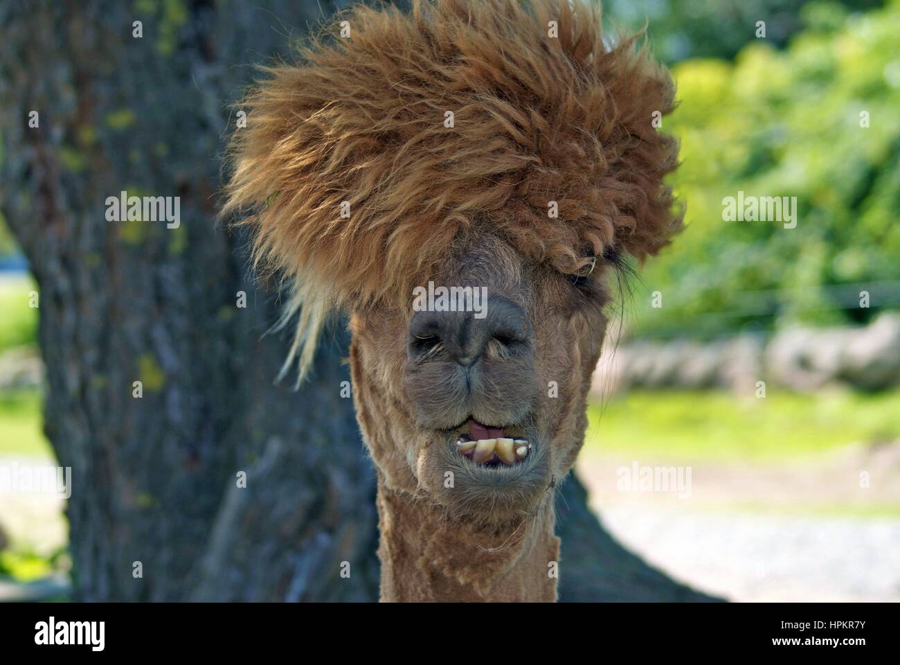 Un alpaca avente cattivo giorno per capelli Foto Stock