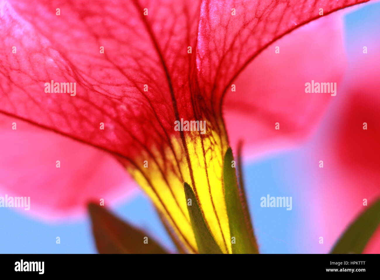 Rosa scuro e giallo mostrato di petunia da sotto, macro Foto Stock