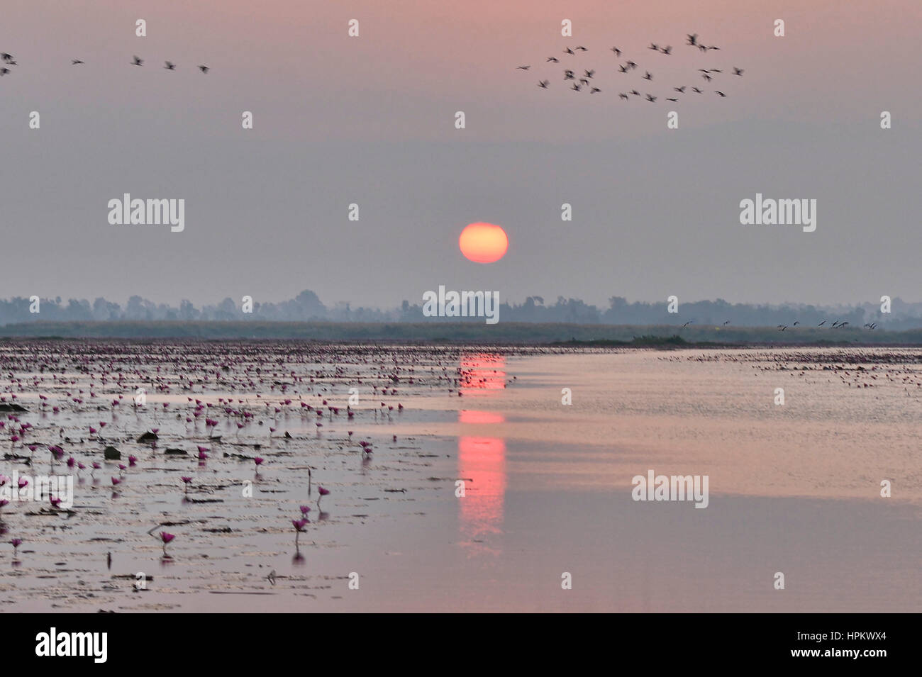 Alba sul Talay Bua Daeng, red lotus lake al di fuori di Udon Thani, Thailandia Foto Stock