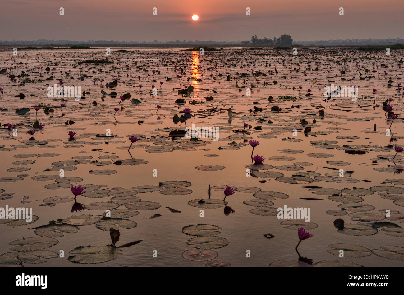 Alba sul Talay Bua Daeng, red lotus lake al di fuori di Udon Thani, Thailandia Foto Stock