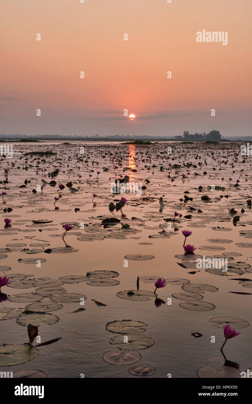 Alba sul Talay Bua Daeng, red lotus lake al di fuori di Udon Thani, Thailandia Foto Stock