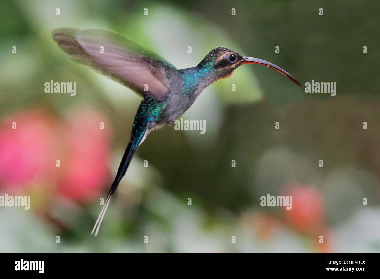 Eremita verde Hummingbird femmina volanti (Phaethornis guy) Costa Rica Foto Stock