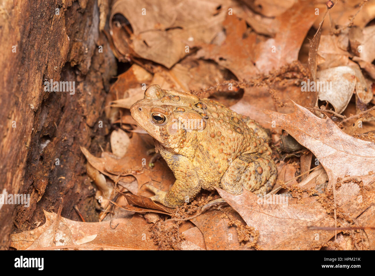 Un Rospo americano, sottospecie orientali Rospo americano (Anaxyrus americanus americanus), siede tra foglie morte sul terreno in un habitat di boschi. Foto Stock