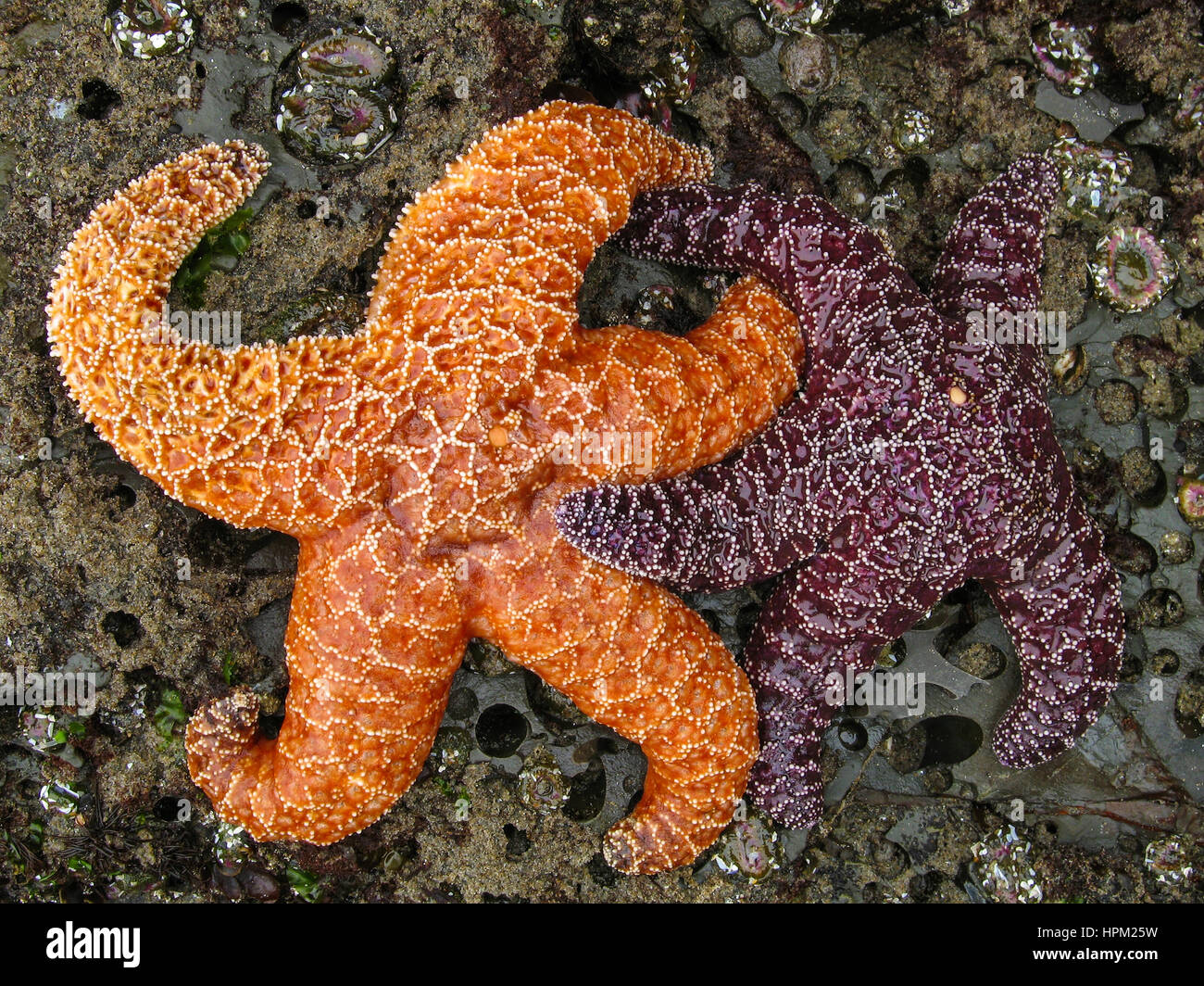 Dancing stella di mare sulla costa dell'Oregon Foto Stock