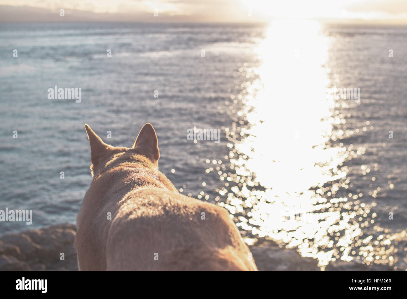 Big Dog rivolta verso il sole di setting Foto Stock